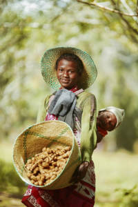 Aceite Esencial Puro de Jengibre 100% Fresco, Destilado al Vapor - Product Image 2