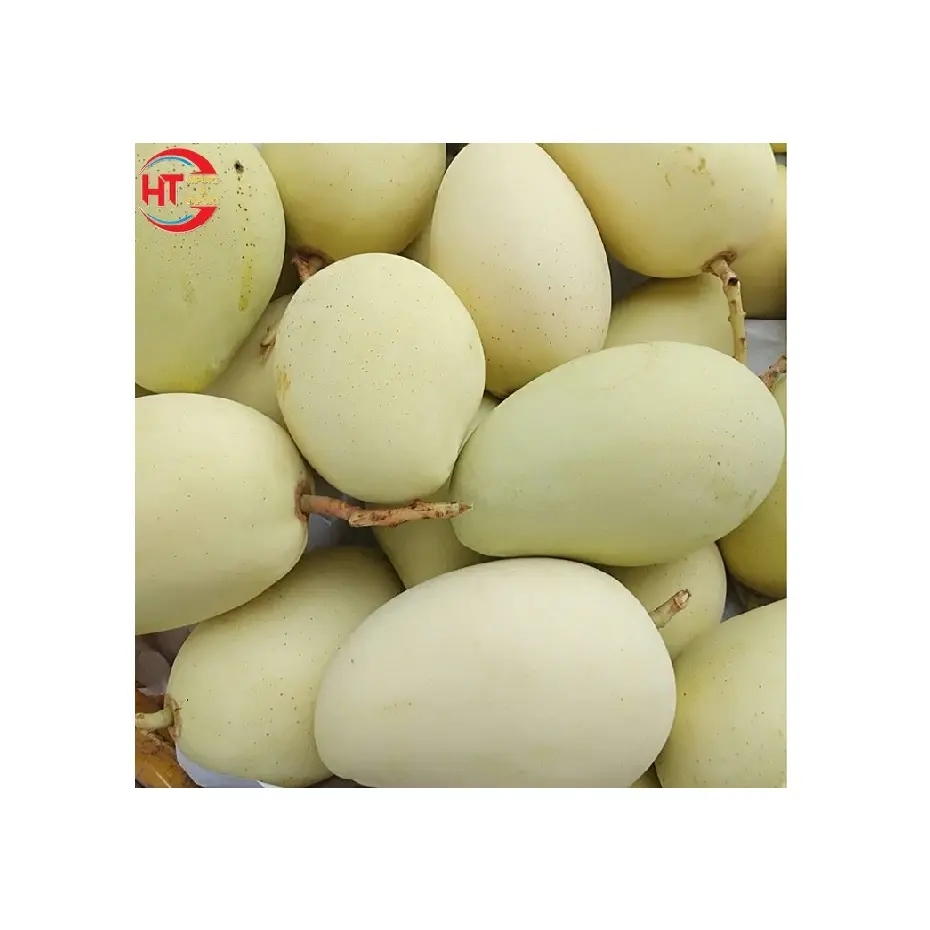 ベトナムの新鮮な果物の輸出未熟成熟有機栽培緑色の猫チュマンゴーと自然な甘い味