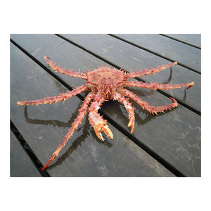 Cangrejo Real Chileno Congelado a Granel para Venta al por Mayor - Product Image 2