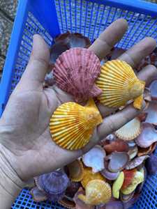 เปลือกหอยเชลล์ธรรมชาติสำหรับตกแต่ง งานฝีมือ DIY ตู้ปลา และทำของที่ระลึก - Product Image 1