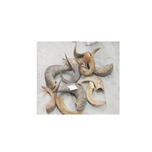 Cuerno de Vaca al por Mayor, Etiqueta Privada Personalizada, Forma Natural, Origen China, Decoración Náutica para el Hogar, Regalo Empresarial, Bolsa de 25 kg - Product Image 5
