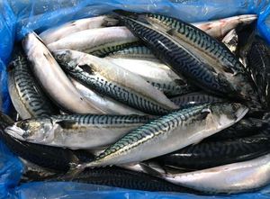Pescado Atún Fresco Congelado del Pacífico de Alta Calidad, Envasado al Vacío, 10 kg, Precio Bajo, Venta al Por Mayor, Pedido a Granel, Entrega Rápida - Product Image 2