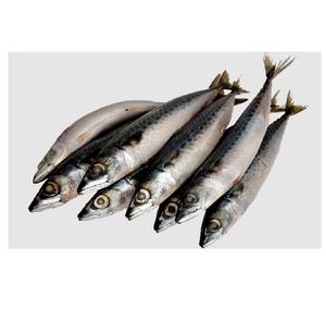 Pescado Atún Congelado Entero de Primera Calidad, Rico en Proteínas, para Exportación y Compradores Mayoristas - Product Image 2