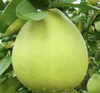 Vietnam Groene Pomelo, gemaakt van premium citrusvlees voor vers consumptie, culinaire bereiding en wereldwijde groothandel.