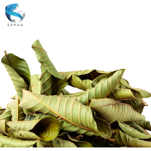 Feuilles de goyave séchées en gros, feuilles naturelles en vrac pour l'industrie du thé et le traitement - Product Image 2