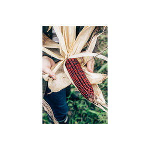 Maíz rojo cultivado en campo para un procesamiento y envasado limpios - Product Image 4