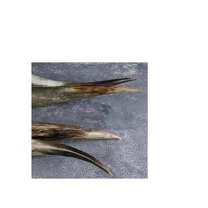 Cuerno de Búfalo de alta calidad, par de cuernos decorativos ecológicos, par de cuernos pulidos para CELEBRACIÓN DE Navidad, par de cuernos montados - Product Image 4