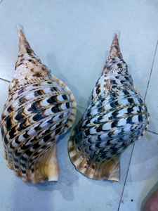 Carcasa de trompeta Triton de Vietnam (Charonia tritonis) para coleccionistas al por mayor - Product Image 3