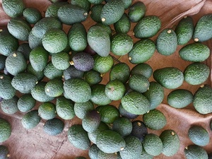 Aguacates Hass orgánicos de primera calidad Venta entera Cosecha fresca con variedad cultivada de alto valor nutricional - Product Image 3