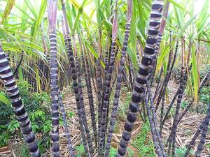 CAÑA DE AZÚCAR CONGELADA AL POR MAYOR CON PRECIO COMPETITIVO Y ALTA CALIDAD PARA EXPORTAR DESDE VIETNAM - Product Image 3