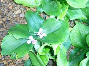 เคมเฟอเรียกาลังกามาสดสด/แห้งสินค้าขายดีจากเวียดนาม - Product Image 5