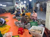 Vietnamese groothandel in premium kwaliteit verse longan, leverancier van zoete, sappige vruchten voor wereldwijde markten en retailers in het Zuid-Mekong.
