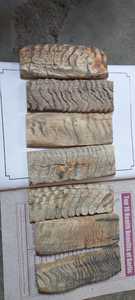 Cornes de bélier naturelles sur mesure pour poignées de couteau et revente pour boutons de corne et perles de corail en os de coquille - Product Image 2