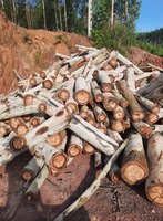 Bûches de bois d'eucalyptus de taille personnalisée de haute qualité du Vietnam et bois durable au prix de gros