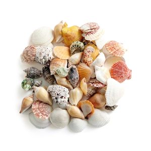 VENTA RÁPIDA Artesanías de Conchas Marinas Pulimentadas para Decorar Centros de Mesa de Boda y Alternativa Ecológica a las Adornos de Plástico - Product Image 3