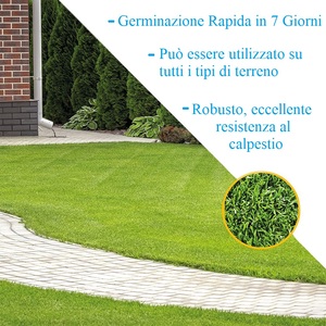 875g rustici pedonabili semi da prato germinazione rapida in 7 giorni di copertura 35 m2 risemina 58m2-tutto il terreno forniture da giardino - Product Image 2