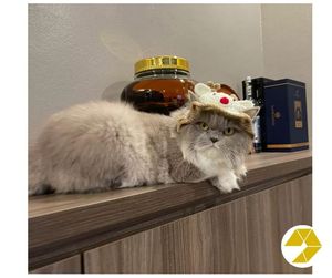 Adorable ensemble tricoté pour animaux de compagnie de Noël pour chats chiens Santa Hat renne écharpe col bavoir cache-cou parfait cadeau de vacances - Product Image 6