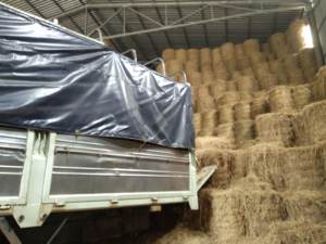 Paja de trigo y arroz de alta calidad para piensos, fardos de paja de trigo de calidad de exportación de Vietnam - Product Image 5