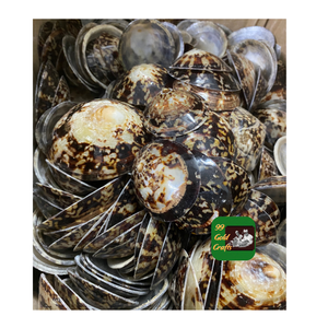 CARCASAS LIMPET PULIDAS PARA LA DECORACIÓN DE JOYERÍA DIY Y USO CREATIVO DE DISEÑO DEL HOGAR HECHO A MANO - Product Image 6