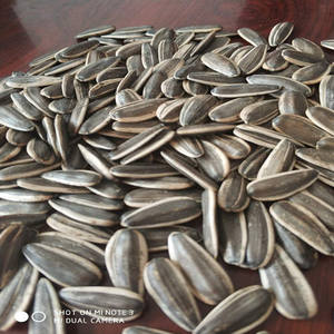 เมล็ดทานตะวันสำหรับปลูกแบบไฮบริดฤดูใบไม้ผลิ - Product Image 3