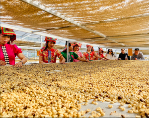 Caja de granos de café Arábica instantáneos congelados verdes y tostados de alta calidad Konnai Son La, embalaje de Vietnam - Product Image 4