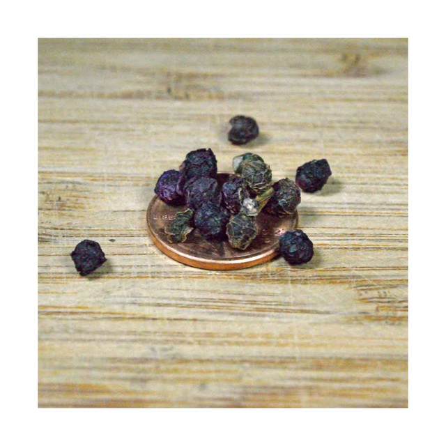 kudzu seeds for planting: high germination & fast growth
