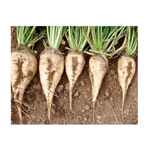 Raíces de remolacha azucarera para una extracción eficiente de azúcar y productos agrícolas de alimentación animal de primera calidad - Product Image 1