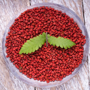 Graines d'annatto indiennes de qualité supérieure, nettoyées et triées, qualité d'exportation, graines d'annatto indiennes stérilisées ETO, qualité alimentaire, export en vrac - Product Image 2