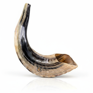 แตร judaica shofar ของแท้สำหรับตกแต่งร้านค้าออนไลน์ - Product Image 1