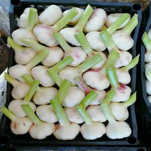 Compre al por Mayor Ajo Fresco Europeo Blanco Puro de la Mejor Calidad para la Venta - Product Image 2