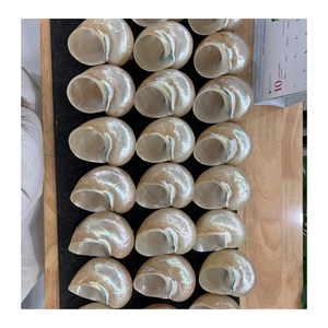 Produits de décoration artisanale fabriqués à partir de coquilles de conque blanches et vertes du Vietnam Exportateur 99 Gold Data Supplier - Product Image 2