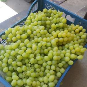 องุ่นพรีเมี่ยมคอตตอนแคนดี้ - องุ่นไร้เมล็ดขนาดใหญ่ ขายส่งจำนวนมาก - Product Image 4