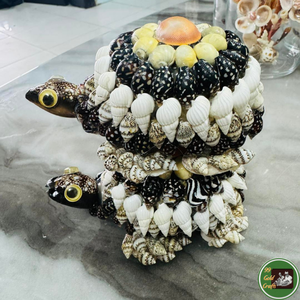Décoration personnalisée en coquillages, utilisant des coquillages véritables pour l'artisanat décoratif et les souvenirs en provenance du Vietnam - Product Image 5