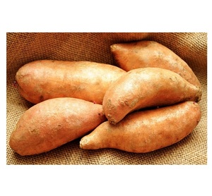 "Yams asequibles a la venta, ñames frescos de alta calidad disponibles para venta al por menor, al por mayor y procesamiento de alimentos" - Product Image 4