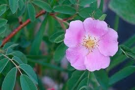 Fruits de cynorrhodon séchés de qualité supérieure pour les tisanes, les nutraceutiques et les applications cosmétiques, disponibles à un prix abordable - Product Image 3