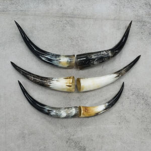 Décoration murale en corne de vache polie économique Corne de bœuf de buffle montée de luxe Accessoires de décoration intérieure Style animal - Product Image 4