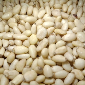 Noix de pin ouvertes en vrac bon marché naturelles/graines de pin/pignons de pin dans la coquille Disponible - Product Image 6