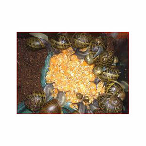 Suministro a granel de harina de caracol que garantiza una calidad y sostenibilidad constantes para las necesidades agrícolas - Product Image 2