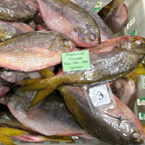 Atún Amarillo Entero Congelado, Mariscos de Vietnam, Exportación a Granel, Captura Fresca, Procesado por el Método IQF, Envasado al Vacío - Product Image 1