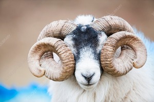 La mejor calidad Ram Horn Shofar Cuerno natural Shofar para soplar y propósito religioso Kosher Shofar pulido - Product Image 3