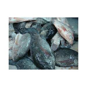500g China Tilapia proveedor Chino de mariscos WR pescado negro para el mercado africano congelado negro y rojo Tilapia pescado/MARISCOS CONGELADOS - Product Image 4
