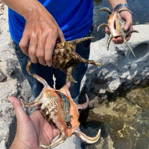 ผู้ขายที่ดีที่สุด | เปลือกหอยผสมชายหาดสำหรับงานฝีมือและการตกแต่งในหลากหลายขนาดจากเวียดนาม - Product Image 2