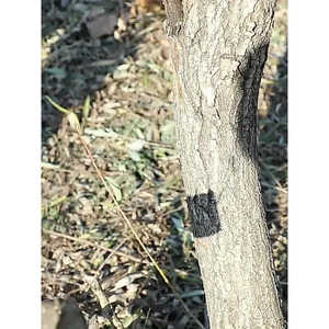 Sierra de mano compacta estilo japonés AIRAJ para bricolaje, hoja de acero SK5 para carpintería, poda de árboles, mango de goma antideslizante, resistente al óxido - Product Image 2