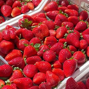 Fresas Rojas Dulces con Alto Contenido de Brix 12+, Grado de Exportación, Listas para Envío Aéreo al por Mayor - Product Image 4