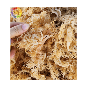 Mousse de mer séchée en vrac non salée, mousse de mer jaune pour gel de mousse de mer, Chondrus Crispus sauvage, emballage de 25kg - Product Image 4