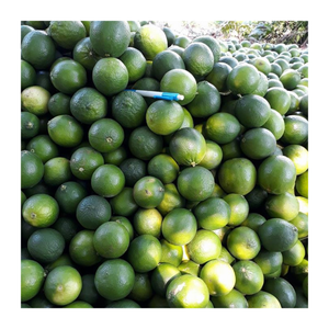 Lima fresca de origen vietnamita/limón de alta calidad sin semillas/100% cítricos naturales con sabor auténtico agrio de primera calidad - Product Image 1