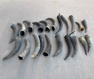 Cuerno de Búfalo Natural 100% Ecológico y Puntas de Cuerno, Artesanía India Hecha a Mano, Negro Natural - Product Image 5