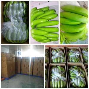 PLÁTANO FRESCO DE VIETNAM A PRECIO ECONÓMICO - EXPORTACIÓN DE PRIMERA CALIDAD - Product Image 6