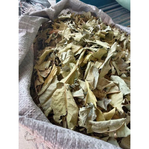 FEUILLES DE CLEISTOCALYX OPERCULATUS SÉCHÉES DE HAUTE QUALITÉ SOURCE SANS OGM - Product Image 6