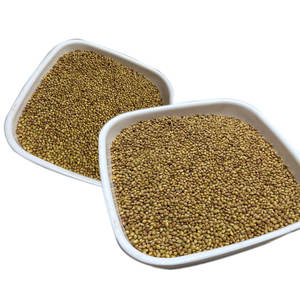 Berseูโคลเวอร์ | เหมาะสำหรับการเพาะปลูกในฤดูหนาว - Product Image 4